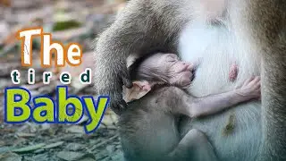 The baby is sucking a lot of his mother milk because of his tiredness 🐵😢.