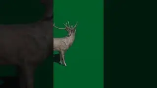 Hiran green screen video 