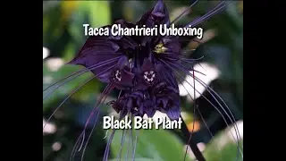 Growing the Tacca Chantrieri indoors as a houseplant- Black Bat Plant | Beautiful Black Flower Plant