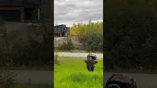 I refuse to be out of breath during this moose hunt. 