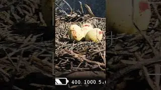 Mason James ratuje gniazdo bielika amerykańskiego 🦅 