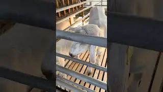 КОЗЫ