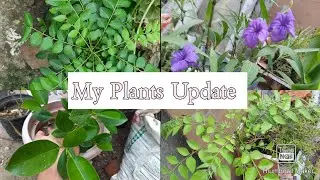 All My Plants Update || Video Update