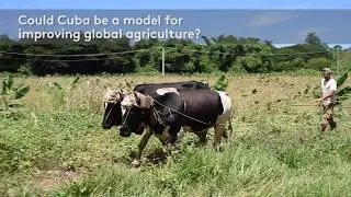 Study: In Cuba, Cleaner Rivers Follow Greener Farming