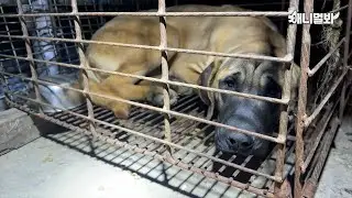 도살장에서 구사일생한 식용견 꽃님이는 지금...ㅣUpdate On Tosa Dog Who Was Rescued From Dog Meat Slaughterhouse