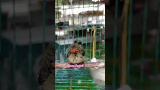 Burung Kemade Merah Jantan masih lolohan || Karsen, Karsenan kepala merah, Kemade Baret Merah
