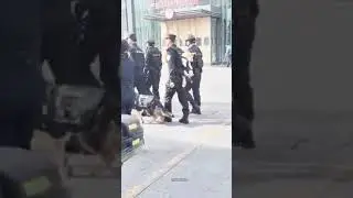 На службу в китайську поліцію заступив перший коргі на ім'я Фу Зай