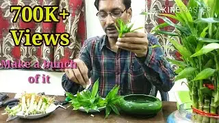 How to Propagate Lucky Bamboo through Cuttings.