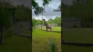 Tallest animal in the world||Giraffe 🦒video||#shorts #giraffe #tallest