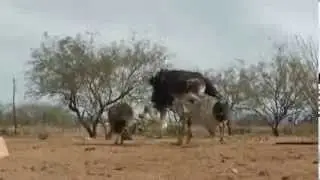 Танго страус эму/Tango emu