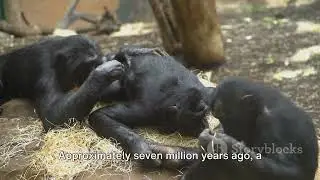 Journey of Evolution: From Adam to Modern Humans