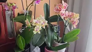 Мои новинки. Всех с Первым Днём Весны!!!😍💐💐💐