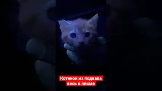 Лишай у котенка лампа Вуда