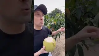 Зубарев ворует манго 