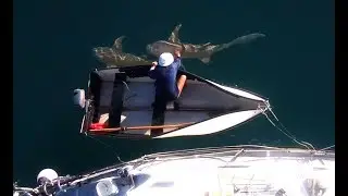 Shark Infested Art Gallery - Free Range Sailing Ep 12