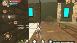 Типы игроков кэт сим
