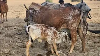 Old pure Cholistani/Rathi cow in the desert!