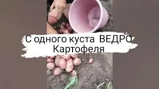 Ведро картошки с куста ПРОСТО в правильном земледелии