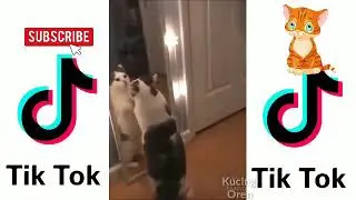#Kucinglucutiktok #kucingoren KUMPULAN KUCING LUCU BANGET TIKTOK 😘 #14 - Kucing Oren