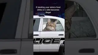 Chonk jail