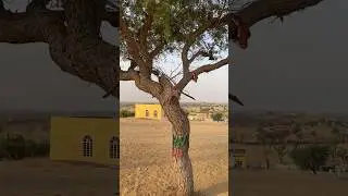 Mini Blog in Mini Jaisalmer 🤩 | Thar Desert Churu Rajasthan #rajasthan #desertsafari #minivlog