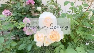 Roses: Lichfield Angel & Quicksilver - Spring 2023