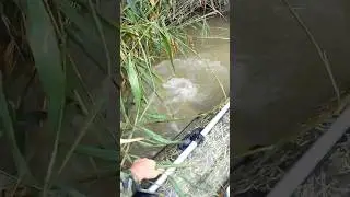Ну Ка Что Там//Рыба монстр