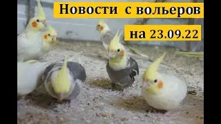 TimPtitZ: Новости с вольеров на 23.09.2022