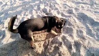 Босик ищет клад