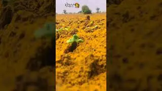 farming #farmer #kheti #jamidar #shortsviral #short #viral