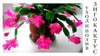 Зигокактус, Декабрист(Zygocactus, Schlumbergera) уход и полив