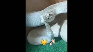 snake sigma mewing