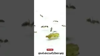 Ants vs Grape 