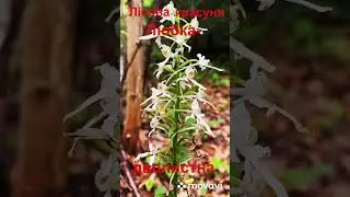 #shorts #flowers #forest  Лісова красуня - Любка