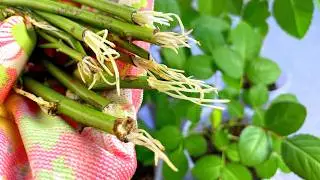 Rose cuttings. Methods for super-fast rooting.