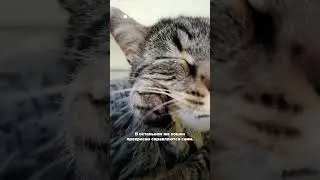 Как помыть кошку, если она боится воды? 