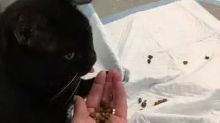 Sweet Aruba Special Needs Cat❤️