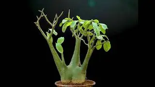 Adenium