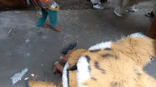 Can macanan makan manusia