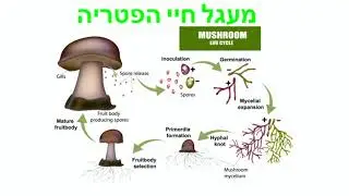מפגש טד 12.01.2023