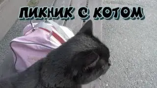 пикник с котом