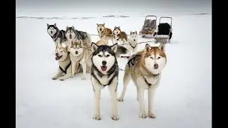 Мурманск сборник животных
