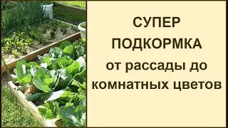 Удобрение для рассады и домашних цветов из банановой кожуры