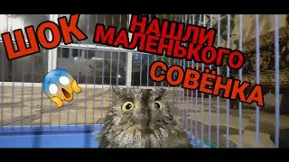 СПАСАЕМ МАЛЕНЬКОГО СОВЁНКА ЖЕСТЬ