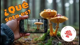 Picture mushroom. Una APP para identificar SETAS
