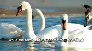 #The#swan #capcut #golden #animals #wildlife #dogbreed#cobra #Amazing #goat#birds #catshorts #panda