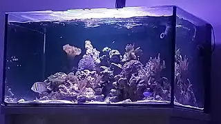 D-D Reef pro 900 install