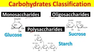 Different Types of Carbohydrates: Monosaccharides, Oligosaccharides, and Polysaccharides Explained