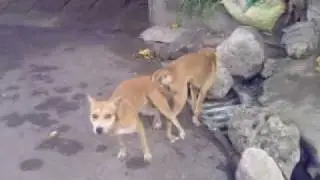 dog sex ''Hulbuta ayaw''