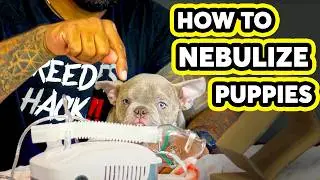 How to nebulize puppies at home!